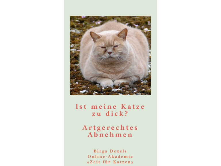 Übergewicht bei Katzen