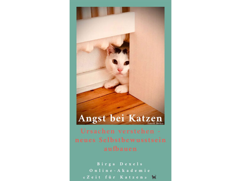 Angst bei Katzen