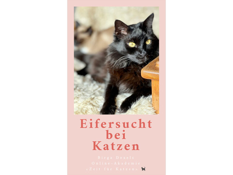 Eifersucht bei Katzen