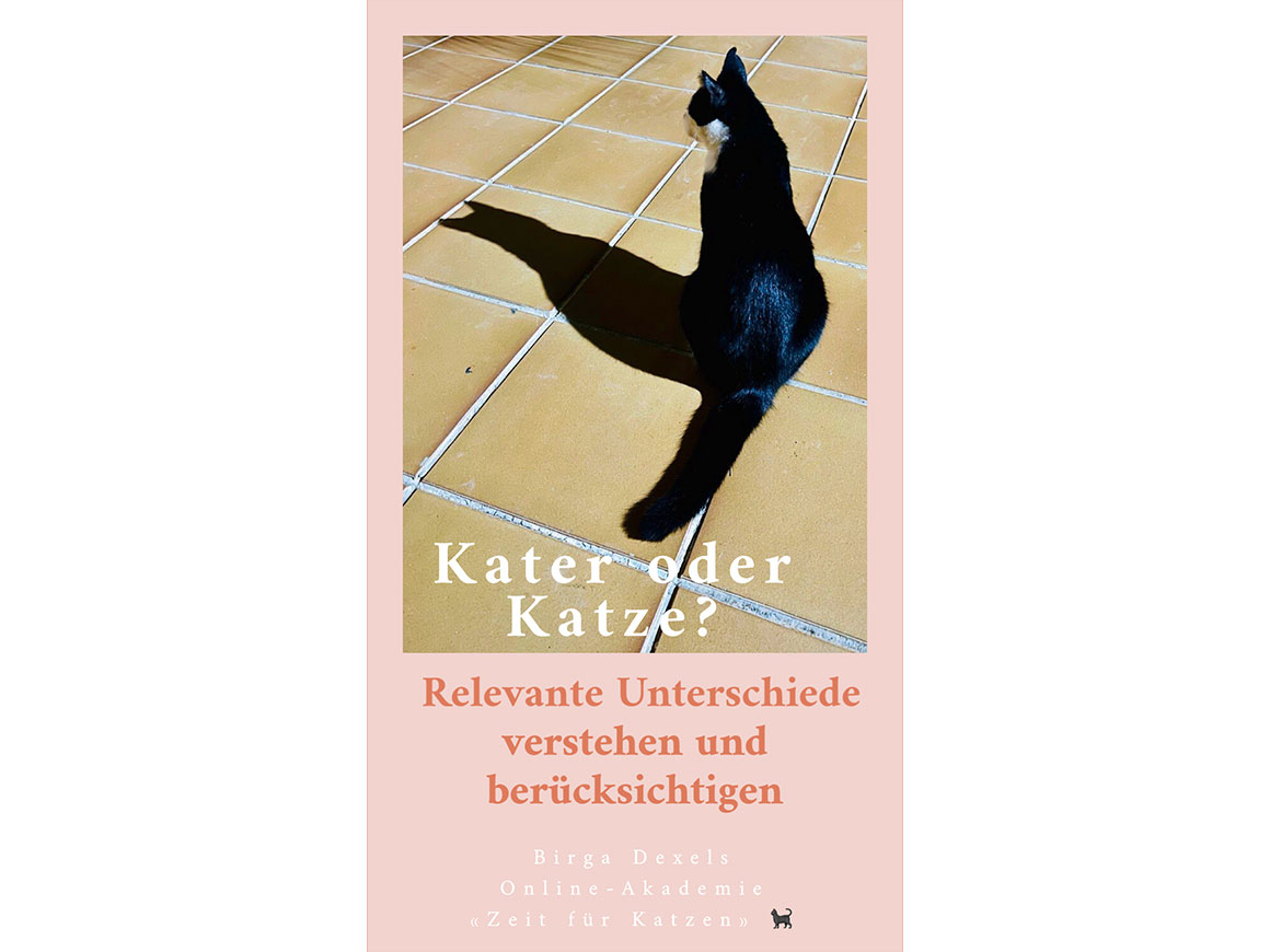 Kater oder Katze