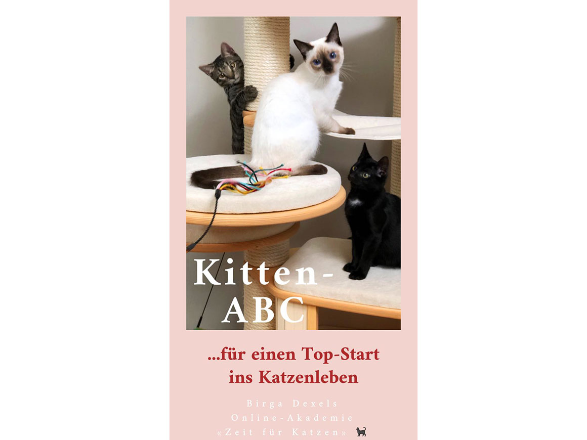 Kitten-ABC