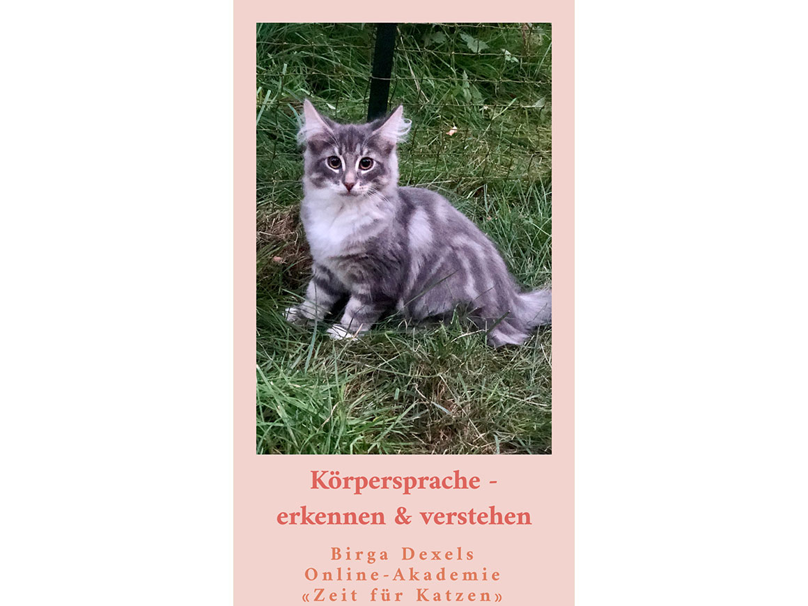 Körpersprache bei Katzen