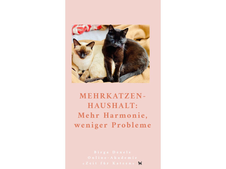 Mehrkatzenhaushalt - mehrere Katzen halten 