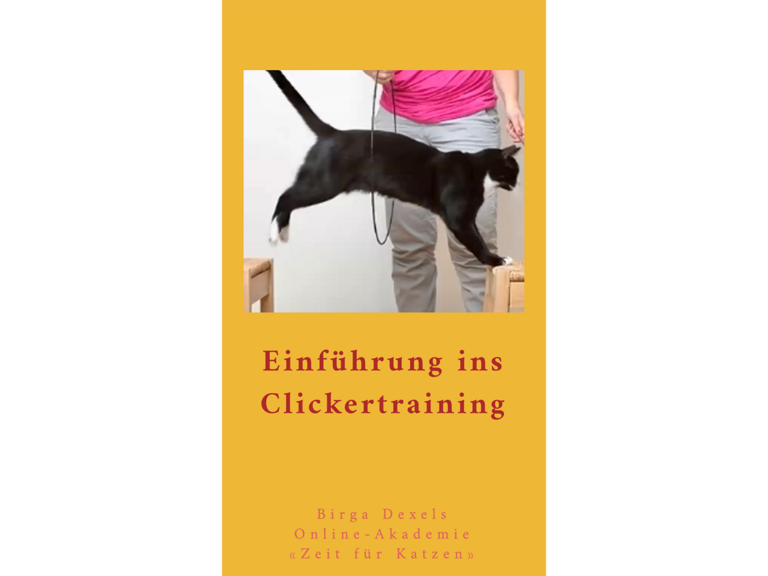 Einführung ins Clickertraining mit Katzen