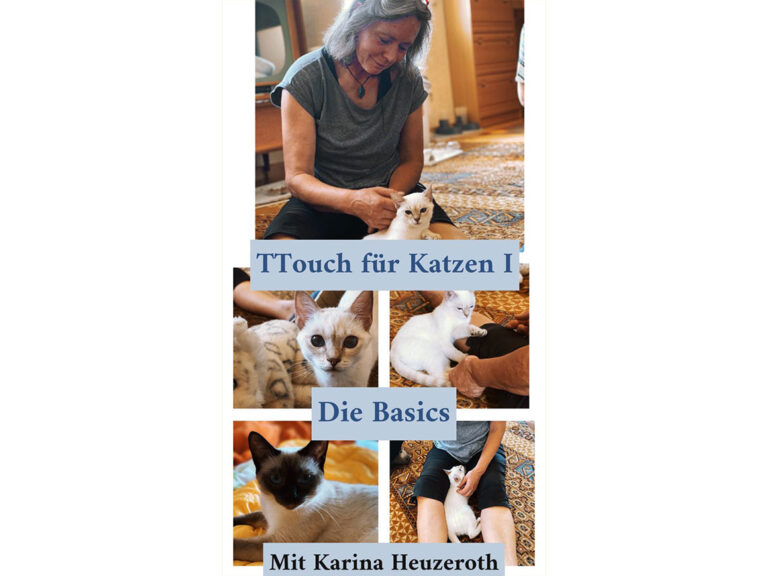 Einführung Tellington Touch für Katzen (1)