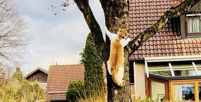 Katzen - Abenteurer auf Bäumen