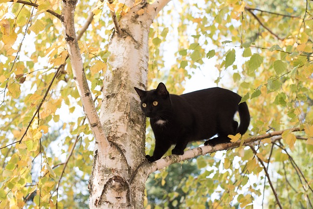 Rechtliche Fragen rund um das Leben als Freigängerkatze