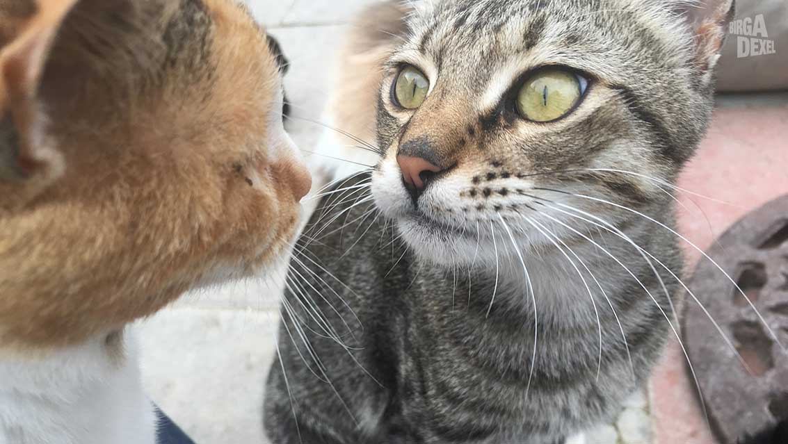 Mehrkatzen Haushalt Mehrere Katzen halten – Probleme zwischen Katzen erkennen und lösen