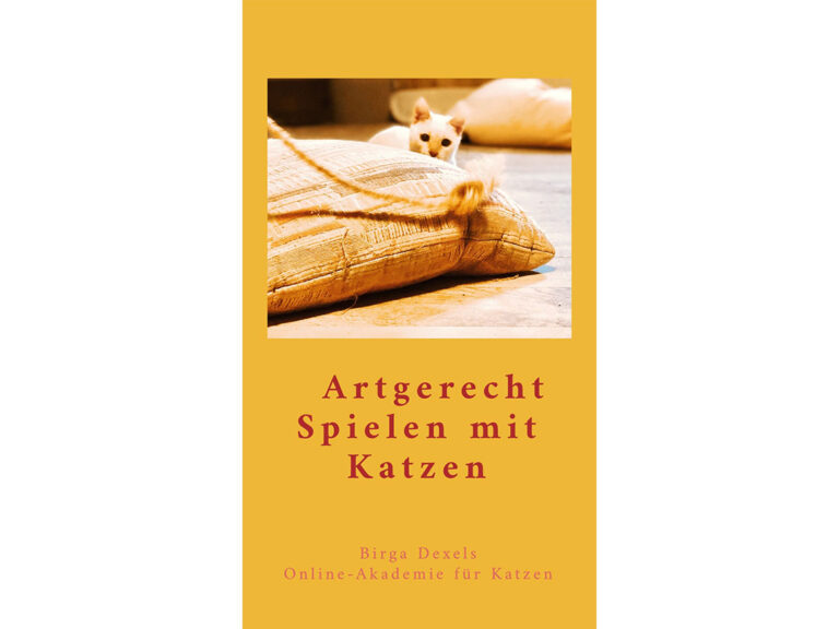 Artgerechtes Spielen mit Katzen