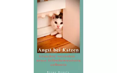 Angst bei Katzen