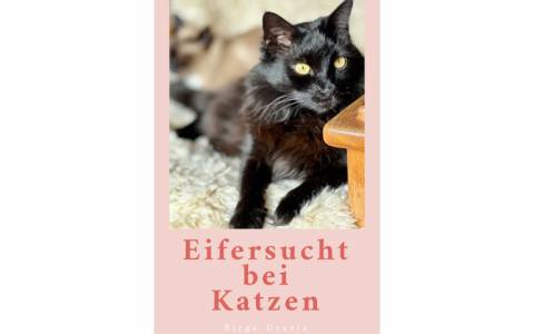 Eifersucht bei Katzen