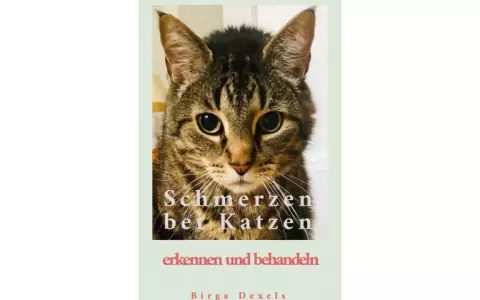 Schmerzen bei Katzen