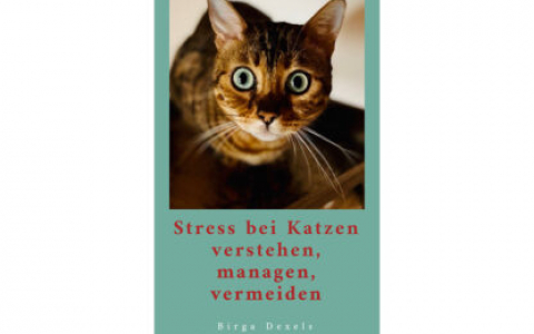 Stress bei Katzen