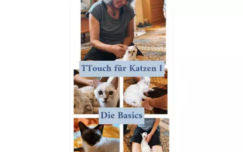 Einführung Tellington Touch für Katzen (1)