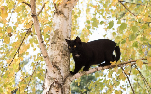 Rechtliche Fragen rund um das Leben als Freigängerkatze