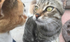 Mehrkatzen Haushalt Mehrere Katzen halten – Probleme zwischen Katzen erkennen und lösen