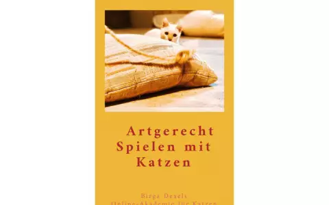 Artgerechtes Spielen mit Katzen